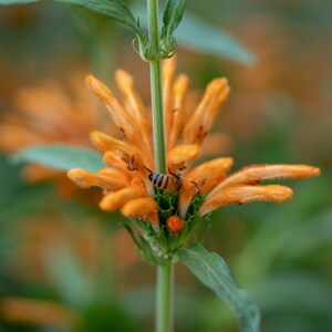 Wild Dagga / Lion's Tail Leonotis leonurus Seeds 25: Non-GMO, Heirloom, Open Pollinated Seed Packet, Gardener Gift image 2