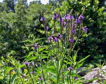 Blue Vervain Seeds (~150): Non-GMO, Heirloom, Open Pollinated Seed Packet, Home Garden Seeds, Gardener Gift