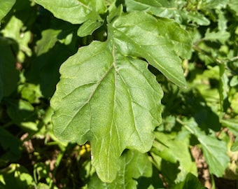 Arugula / Rocket Seeds (~600): Certified Organic, Non-GMO, Heirloom Seed Packet, Salad Garden, Grow Your Own, Vegetable Seeds