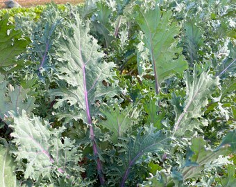 Heirloom 300 2021 Seeds Red Russian Kale Seeds Heirloom 300 2021 Seeds Red Russian Kale Seeds