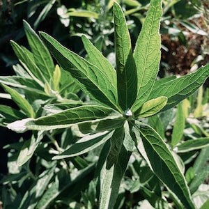California Mugwort (Artemisia douglasiana) Seeds (~150): Certified Organic, Non-GMO, Heirloom, Seed Packet, Douglas&#39;s Sagewort, Dream Plant