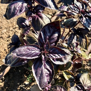 Amethyst Improved Purple Basil Seeds (~150): Non-GMO, Heirloom, Open Pollinated Seed Packet, Herb Garden