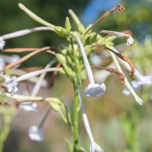 Woodland Nicotiana Sylvestris Tobacco Seeds for Planting: Perfume Rich Jasmine White Flowers Night Blooming Heirloom Non-GMO Medicinal Herbs