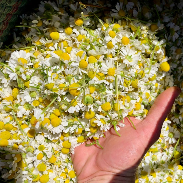 German Chamomile Seeds (~1,000): Non-GMO, Heirloom, Open Pollinated Seed Packet, Herb Garden, Grow Your Own, Gardening Gift