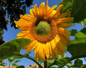 Russian Mammoth Sunflower Seeds: Certified Organic, Bulk or Packet, Flowers Grow 12 to 14 feet tall, Pollinator Flower Snacking Edible Seeds