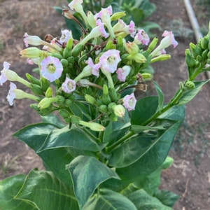 Virginia Burley Tobacco Seeds for Planting: Heirloom Nicotiana tabacum, 350 seed packet and Bulk, Certified Organic Non-GMO, Medicinal Herbs