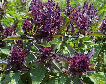 Siam Queen Thai Basil Seeds (~250): Certified Organic, Non-GMO, Heirloom Seed Packet, Home Herb Garden, Garden Gift