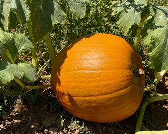 Large Marge F1 Pumpkin Seeds (~10): Non-GMO and Untreated, Home Pumpkin Garden, Grow Your Own, Fresh Garden Seeds