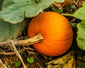 New England Pie Pumpkin Seeds (~20): Certified Organic, Non-GMO, Heirloom Seed Packet, Pumpkin Garden, Home Garden Seeds