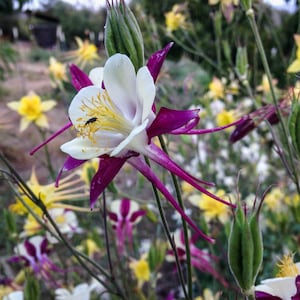 McKana Giants Columbine Flower Seeds, Columbines, Aquilegia Seeds, Perennial Flower, Organic Garden Seeds, Non-GMO