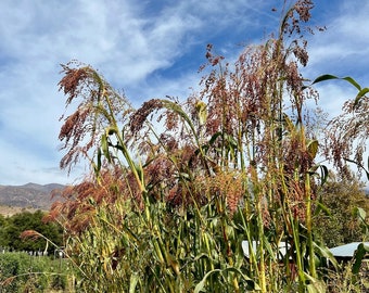 Mixed Broom Corn Seeds (Sorghum bicolor), Bamboo-Like Stalks, Grow at Home, Bright Colors, Fall Display