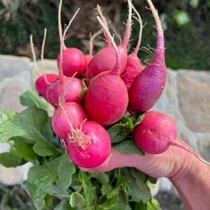 Organic Pink Beauty Radish Seeds (~125): Non-GMO Seed Packed, Heirloom Seeds, Greenhouse Garden Seeds, Salad Garden