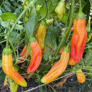 Aji Amarillo Pepper Seeds: Locoto, Spicy Peruvian Heirloom Capsicum baccatum, Ripens Yellow to Orange, For Hot Pepper Chili Paste Lemon Drop