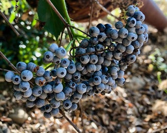 Mexican Elderberry Seeds: Native California Tree Shrub, Blue Berries and Flowers Used for Tea, Drought and Deer Tolerant, Ethically Produced