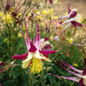 McKana Giants Columbine Flower Seeds, Columbines, Aquilegia Seeds, Perennial Flower, Organic Garden Seeds, Non-GMO image 2