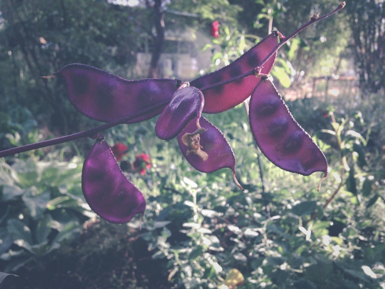 Lablab purpureus Ruby Moon Hyacinth Bean : Non-GMO Heirloom ~12 Open Pollinated Seed Packet Seeds