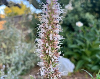 Nettleleaf Giant Hyssop Seeds: 100 Count Packet, Native California Licorice Mint, Agastache urticifolia