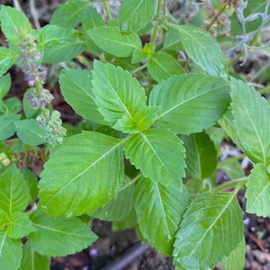 Kapoor Holy Basil Tulsi Seeds, Organic Sacred Tulasi, Fragrant Medicinal Herb, Perennial, Hinduism, Certified Organic Seed Packet Bulk Sizes