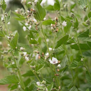 Marshmallow Seeds: Organic, Bulk Sizes, Perennial Herbal Plant, Mallow Flowers Medicinal Roots for Tea, Skincare, Cosmetics, Natural Hair image 7