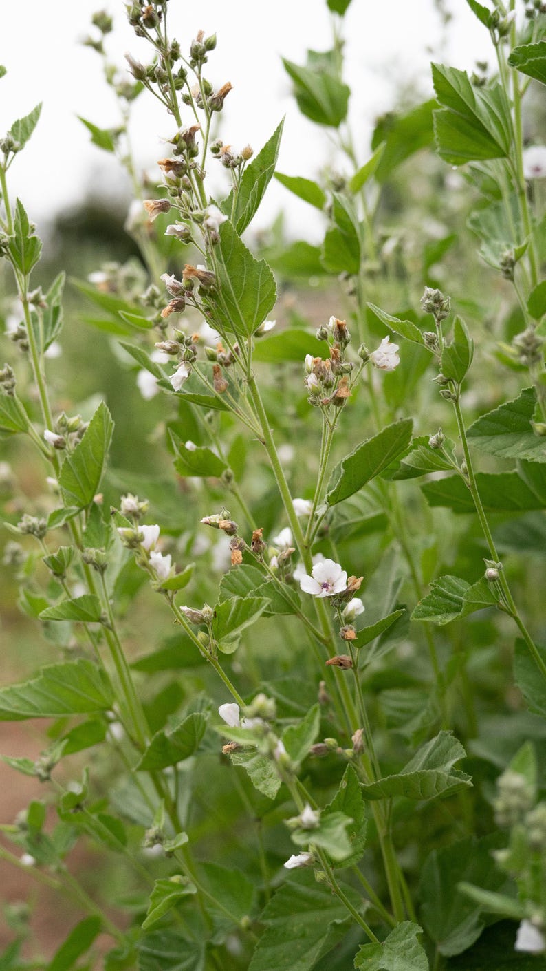 Marshmallow Seeds: Organic, Bulk Sizes, Perennial Herbal Plant, Mallow Flowers Medicinal Roots for Tea, Skincare, Cosmetics, Natural Hair image 7