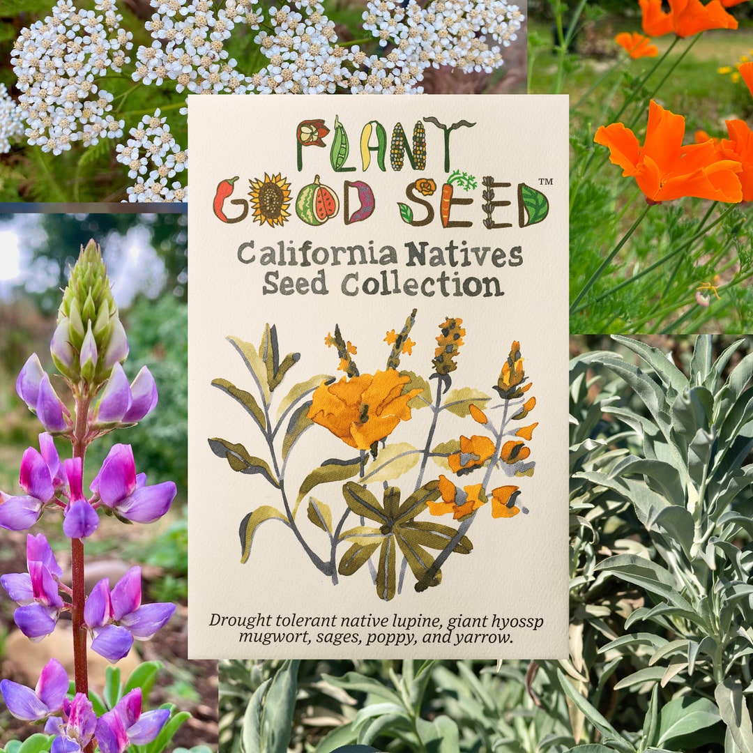 California Native Plant Seed Collectiongrow a Sustainable, Drought