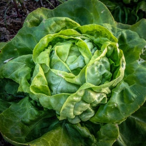 Buttercrunch Lettuce Seeds 500: Certified Organic, Non-GMO, Heirloom Seed Packet, Home Salad Garden, Organic Salad image 1