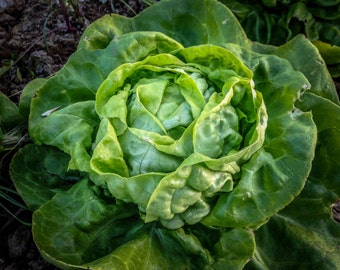 Buttercrunch Lettuce Seeds (~500): Certified Organic, Non-GMO, Heirloom Seed Packet, Home Salad Garden, Organic Salad