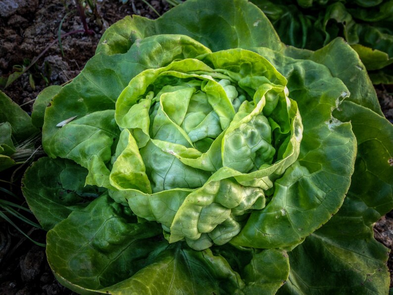 Buttercrunch Lettuce Seeds 500: Certified Organic, Non-GMO, Heirloom Seed Packet, Home Salad Garden, Organic Salad image 1