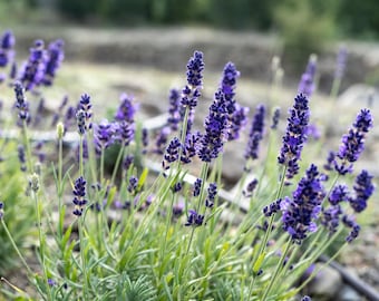 Ivan's Pride Lavender Seeds for Planting: Perennial English Culinary Herb, Uniform Purple Flowers Dried Bundles Container Gardens Planters