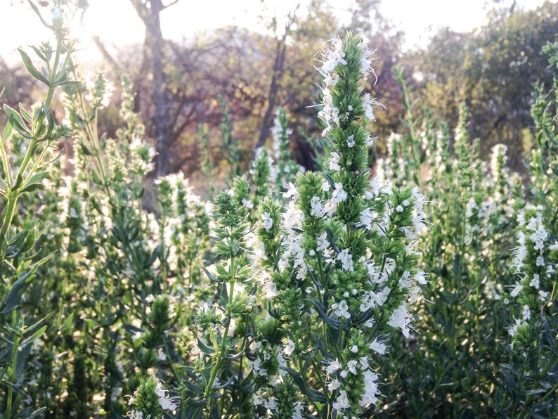 Plant Good Seed Hyssop Herb Seeds - Thumbnail 5