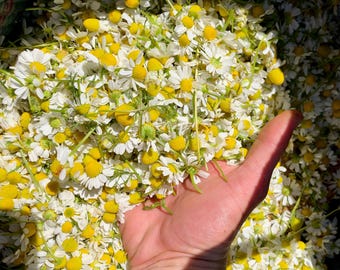 German Chamomile Flower Seeds for Planting: Grow Your Own Herb Garden, Teas, Seed Packet or Bulk Size, Fragrant Flowers, Easy to Harvest