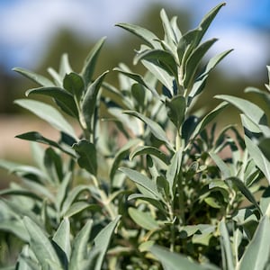 White Sage Salvia apiana Seeds: Ethical Certified Organic, NOT Wild Harvested or Wildcrafted Sacred Ceremonial Sage California Native Garden