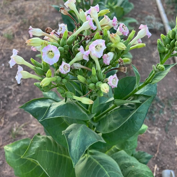 is tobacco a herb Virginia Burley Seeds for Planting: Heirloom Nicotiana Tabacum, 350 Seed Packet and Bulk, Certified Organic Non-gmo, Medicinal Herbs Tobacco Seeds - Kentucky 17
