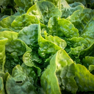 Buttercrunch Lettuce Seeds 500: Certified Organic, Non-GMO, Heirloom Seed Packet, Home Salad Garden, Organic Salad image 3