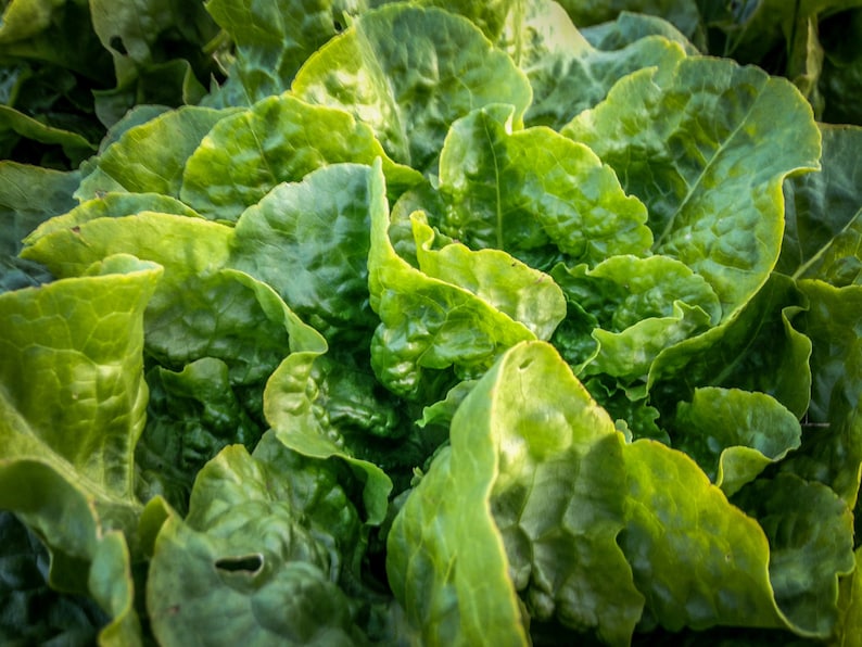 Buttercrunch Lettuce Seeds 500: Certified Organic, Non-GMO, Heirloom Seed Packet, Home Salad Garden, Organic Salad image 3