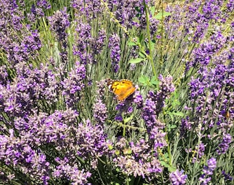 Vera English Heirloom Lavender Seeds for Planting: 100 Seed Packet, Bulk, Perennial Hardy Non-GMO