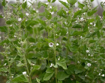 Marshmallow Seeds: Organic, Bulk Sizes, Perennial Herbal Plant, Mallow Flowers Medicinal Roots for Tea, Skincare, Cosmetics, Natural Hair