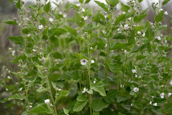Marshmallow Seeds: Organic, Bulk Sizes, Perennial Herbal Plant, Mallow Flowers Medicinal Roots for Tea, Skincare, Cosmetics, Natural Hair