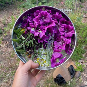 French Hollyhock Seeds / Swedish Mallow / Common Malva sylvestris: Tall Full Sun Perennial With Purple Flowers, Edible Seeds, Makes Blue Tea