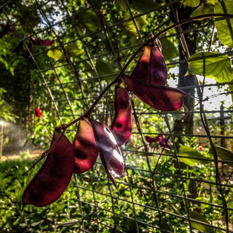 Lablab purpureus Ruby Moon Hyacinth Bean : Non-GMO Heirloom ~12 Open Pollinated Seed Packet Seeds
