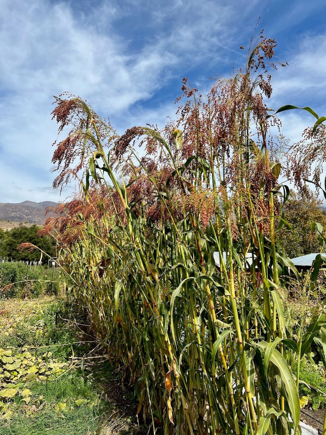 Mixed Broom Corn Seeds (sorghum Bicolor), Bamboo-like Stalks, Grow at ...