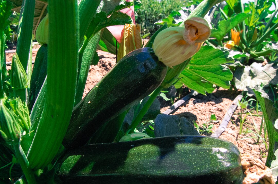 Dark Star Zucchini Seeds 20 Certified Organic, Nongmo, Heirloom Seed Packet, Home Salad Garden