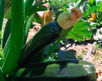 Dark Star Zucchini Seeds (~20): Certified Organic, Non-GMO, Heirloom Seed Packet, Home Salad Garden, Grow Your Own Zucchini