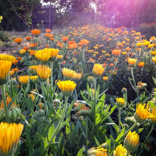 Sherbet Calendula Flower Seeds 60: Certified Organic - Etsy Australia