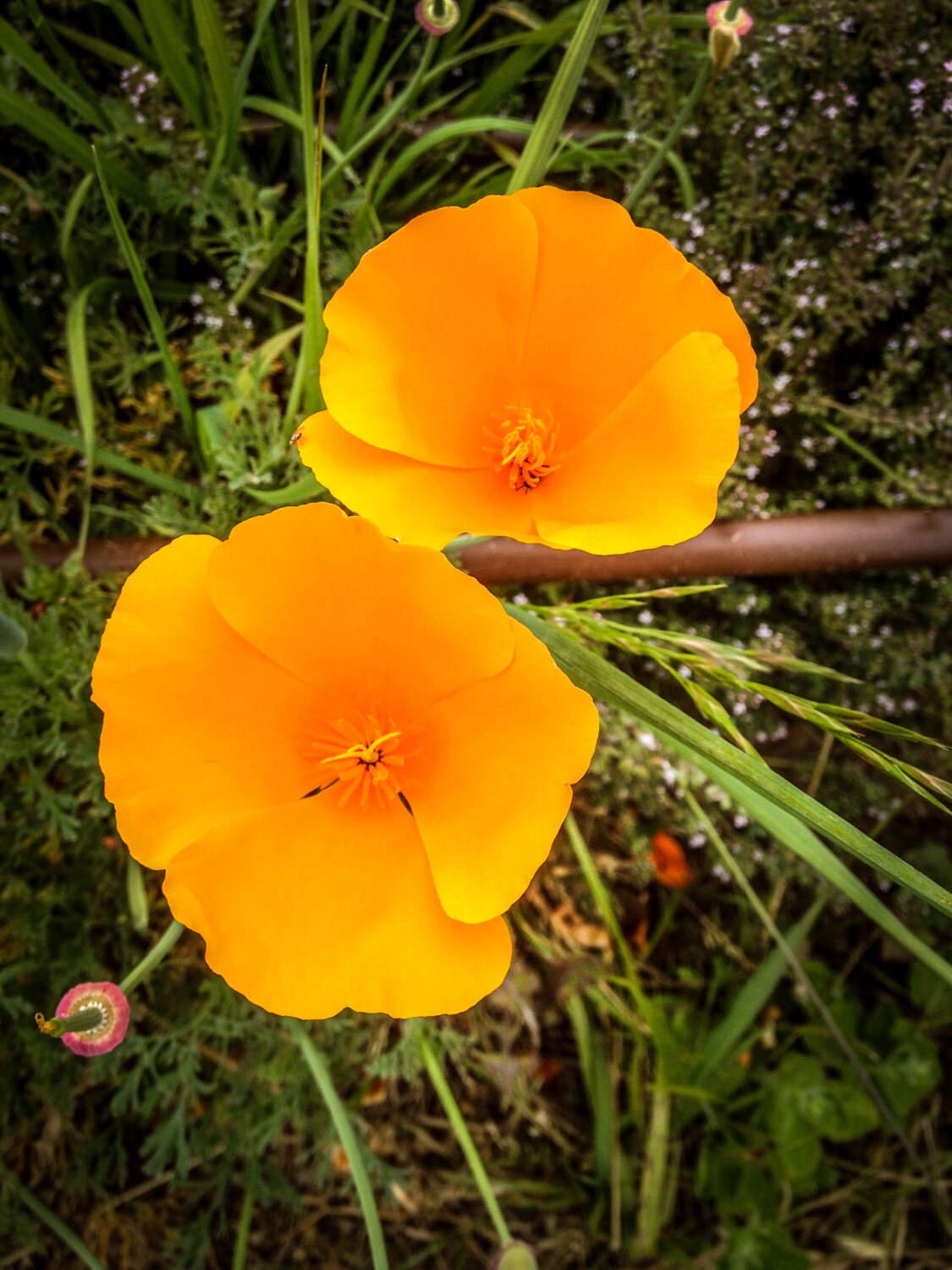 California Poppy Seeds 0 Non Gmo Heirloom Seed Packet Etsy