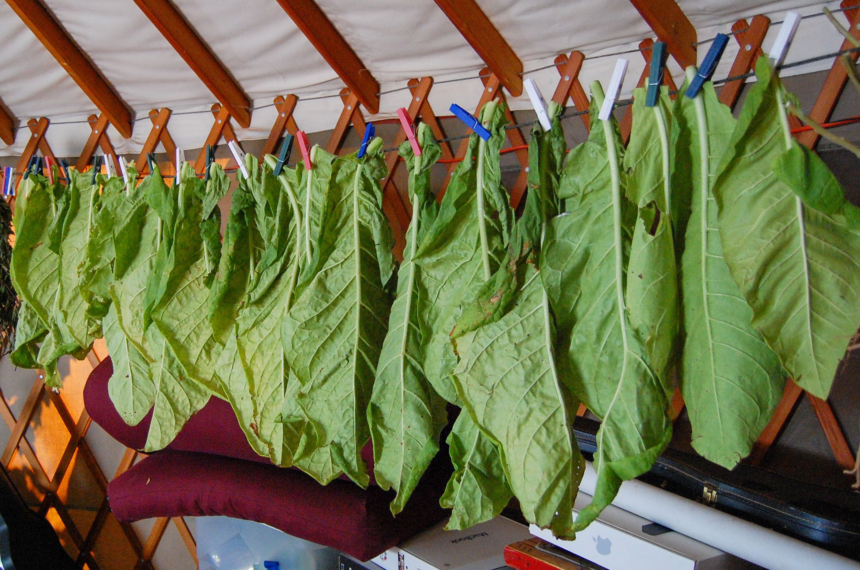 do you wash tobacco leaves before drying How to Dry Tobacco Leaf,Dehydrate Tobacco Leaf in a Dehydrator-Henan Baixin  Machinery