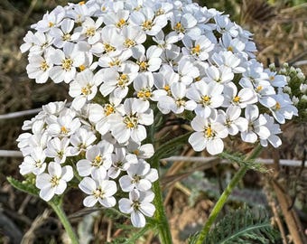 White Yarrow Seeds: Achillea millefolium, California Native Flower Seed, Pollinator Plant Perennial Wildflower, Grow Plants for Tea, Salves
