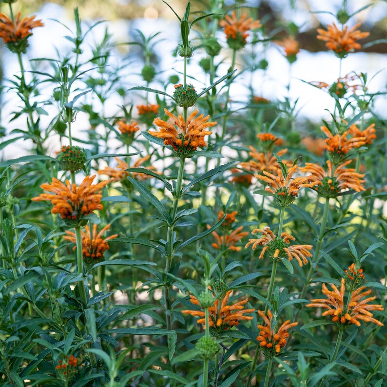 Wild Dagga / Lion's Tail Leonotis leonurus Seeds 25: Non-GMO, Heirloom, Open Pollinated Seed Packet, Gardener Gift image 3