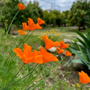 Orange California Poppy Seeds - Seed Packet or Bulk Size Heirloom State Flower, Native Plant, Self Reseeding Annual Plants, Drought Tolerant