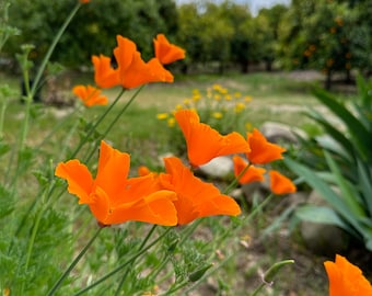 California Poppy Seeds - 300 seeds - Non-GMO, Heirloom Seed Packet, Garden Seeds, Flower Seeds, Vibrant Golden Poppy Flower